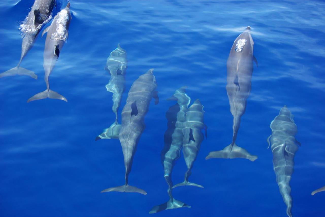 Отель Island Guest Maamendhoo Экстерьер фото