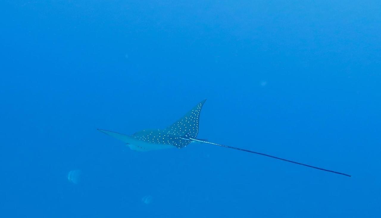 Отель Island Guest Maamendhoo Экстерьер фото